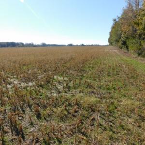 Photo of UNDER CONTRACT!  11.75 Acres of Recreational and Farm Land For Sale in Wilson County NC!