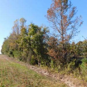 Photo of UNDER CONTRACT!  11.75 Acres of Recreational and Farm Land For Sale in Wilson County NC!