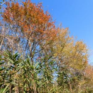 Photo of UNDER CONTRACT!  11.75 Acres of Recreational and Farm Land For Sale in Wilson County NC!