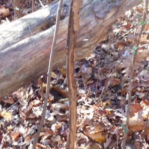 Photo of SOLD!  23.75 Acres of Residential Farm Land For Sale in Westmoreland County VA!