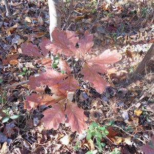 Photo of SOLD!  23.75 Acres of Residential Farm Land For Sale in Westmoreland County VA!