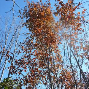 Photo of SOLD!  23.75 Acres of Residential Farm Land For Sale in Westmoreland County VA!