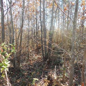 Photo of SOLD!  23.75 Acres of Residential Farm Land For Sale in Westmoreland County VA!