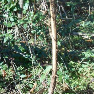 Photo of SOLD!  23.75 Acres of Residential Farm Land For Sale in Westmoreland County VA!