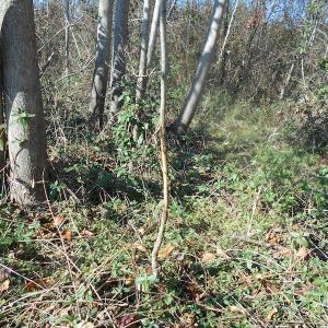 Photo of SOLD!  23.75 Acres of Residential Farm Land For Sale in Westmoreland County VA!
