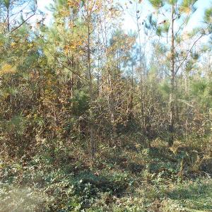 Photo of SOLD!  23.75 Acres of Residential Farm Land For Sale in Westmoreland County VA!