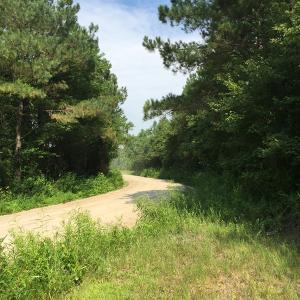 Photo of SOLD!  26 Acres of Timber Land For Sale in Jones County NC!