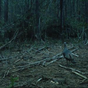 Photo of SOLD!  26 Acres of Timber Land For Sale in Jones County NC!