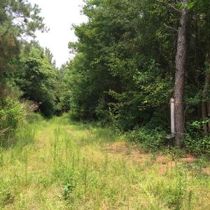 Photo of SOLD!  26 Acres of Timber Land For Sale in Jones County NC!