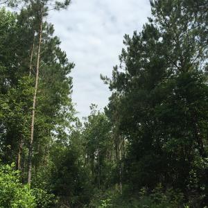Photo of SOLD!  26 Acres of Timber Land For Sale in Jones County NC!