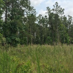 Photo of SOLD!  26 Acres of Timber Land For Sale in Jones County NC!
