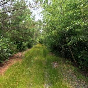 Photo of SOLD!  26 Acres of Timber Land For Sale in Jones County NC!