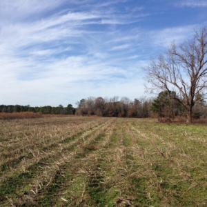 Photo of SOLD!  31 acres of Farm and Timber Land in Chowan County NC!
