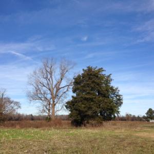 Photo of SOLD!  31 acres of Farm and Timber Land in Chowan County NC!