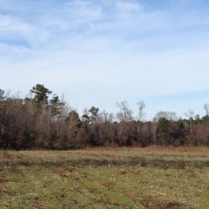 Photo of SOLD!  31 acres of Farm and Timber Land in Chowan County NC!