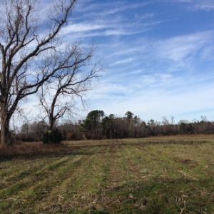 Photo of SOLD!  31 acres of Farm and Timber Land in Chowan County NC!