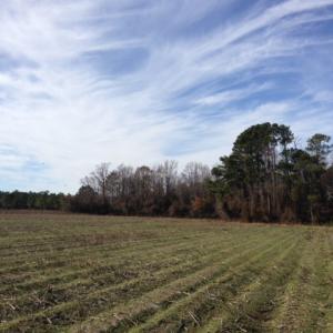 Photo of SOLD!  31 acres of Farm and Timber Land in Chowan County NC!