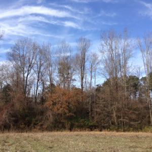 Photo of SOLD!  31 acres of Farm and Timber Land in Chowan County NC!