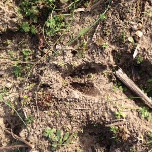Photo of SOLD!  31 acres of Farm and Timber Land in Chowan County NC!