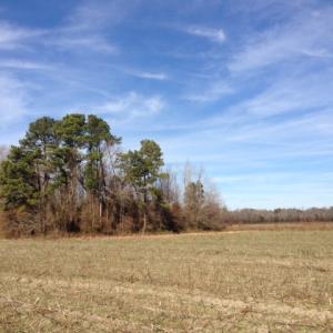 Photo of SOLD!  31 acres of Farm and Timber Land in Chowan County NC!