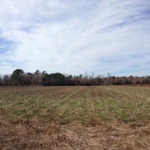 Photo of SOLD!  31 acres of Farm and Timber Land in Chowan County NC!