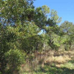 Photo of REDUCED!  41 Acres of River Front Hunting Land For Sale in Carteret County NC!