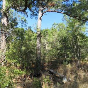 Photo of REDUCED!  41 Acres of River Front Hunting Land For Sale in Carteret County NC!