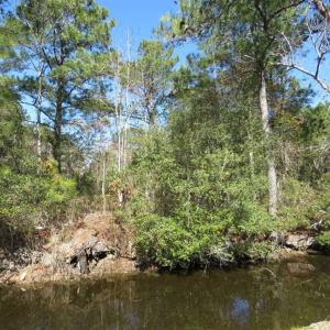 Photo of REDUCED!  41 Acres of River Front Hunting Land For Sale in Carteret County NC!
