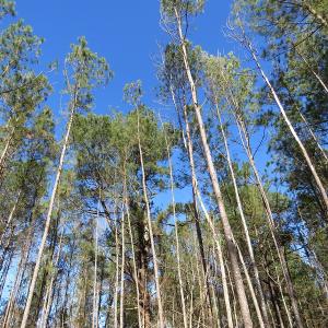Photo of UNDER CONTRACT!  12 Acres of Timber and Residential Land For Sale in Bladen County NC!
