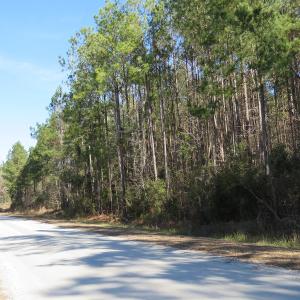 Photo of UNDER CONTRACT!  12 Acres of Timber and Residential Land For Sale in Bladen County NC!