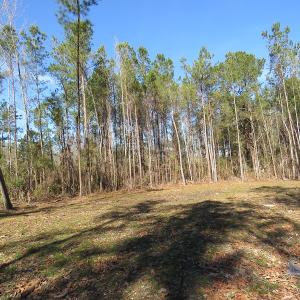 Photo of UNDER CONTRACT!  12 Acres of Timber and Residential Land For Sale in Bladen County NC!