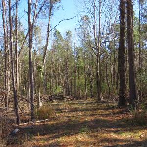 Photo of UNDER CONTRACT!  12 Acres of Timber and Residential Land For Sale in Bladen County NC!