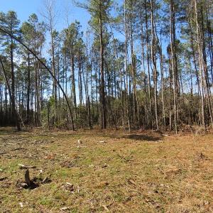 Photo of UNDER CONTRACT!  12 Acres of Timber and Residential Land For Sale in Bladen County NC!