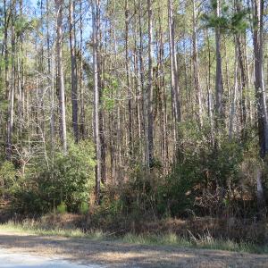 Photo of UNDER CONTRACT!  12 Acres of Timber and Residential Land For Sale in Bladen County NC!