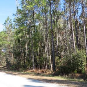 Photo of UNDER CONTRACT!  12 Acres of Timber and Residential Land For Sale in Bladen County NC!
