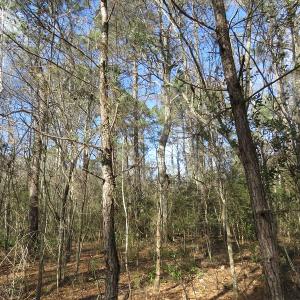 Photo of UNDER CONTRACT!  193 Acres of Farm and Timber Land For Sale in Columbus County NC!
