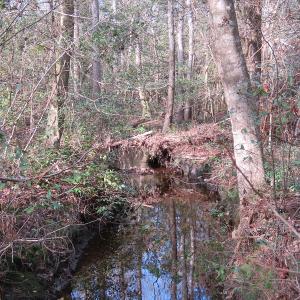 Photo of UNDER CONTRACT!  193 Acres of Farm and Timber Land For Sale in Columbus County NC!