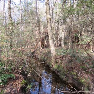 Photo of UNDER CONTRACT!  193 Acres of Farm and Timber Land For Sale in Columbus County NC!