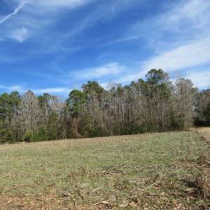 Photo of UNDER CONTRACT!  193 Acres of Farm and Timber Land For Sale in Columbus County NC!