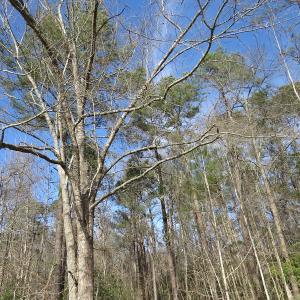 Photo of UNDER CONTRACT!  193 Acres of Farm and Timber Land For Sale in Columbus County NC!