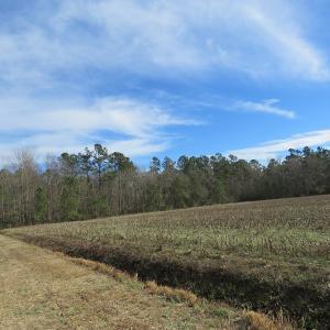 Photo of UNDER CONTRACT!  193 Acres of Farm and Timber Land For Sale in Columbus County NC!