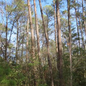 Photo of UNDER CONTRACT!  193 Acres of Farm and Timber Land For Sale in Columbus County NC!