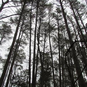 Photo of UNDER CONTRACT!  18  Acres of Waterfront Property For Sale in Mathews County Virginia!