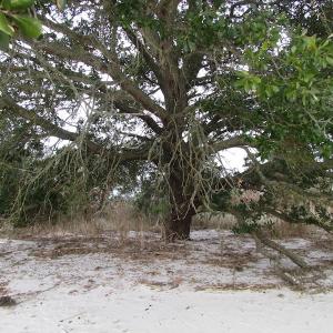 Photo of UNDER CONTRACT!  18  Acres of Waterfront Property For Sale in Mathews County Virginia!