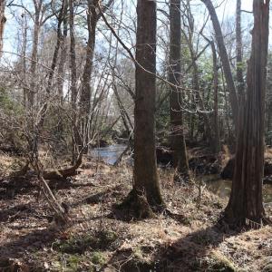Photo of UNDER CONTRACT!  20.5 Acres of Residential and Hunting Land For Sale in Greensville County VA!