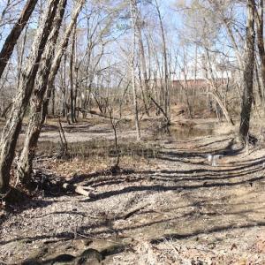 Photo of UNDER CONTRACT!  20.5 Acres of Residential and Hunting Land For Sale in Greensville County VA!