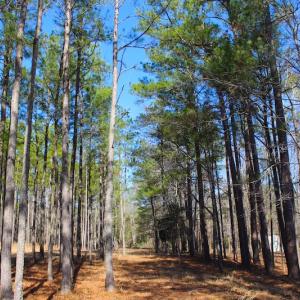 Photo of UNDER CONTRACT!  0.52 Acre Residential Lot For Sale in Pamlico County NC!
