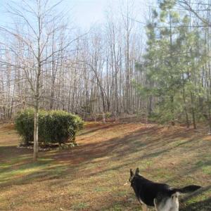 Photo of SOLD!!  35 Acres of Farm and Residential Land For Sale in Charlotte County VA!
