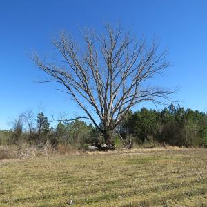 Photo of SOLD!  50 Acres of Farm and Timber Land For Sale in Cumberland County NC!