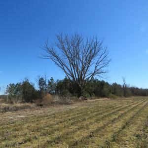 Photo of SOLD!  50 Acres of Farm and Timber Land For Sale in Cumberland County NC!